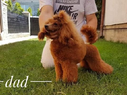 Κόκκινα POODLES premium